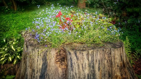 Цветущий пень