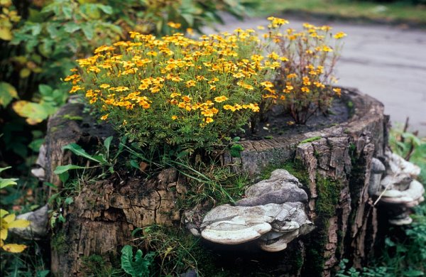 Цветы в пне старого дерева
