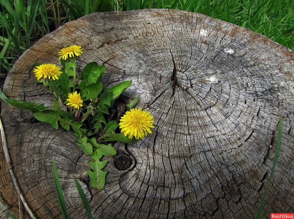 Цветы растущие на пне