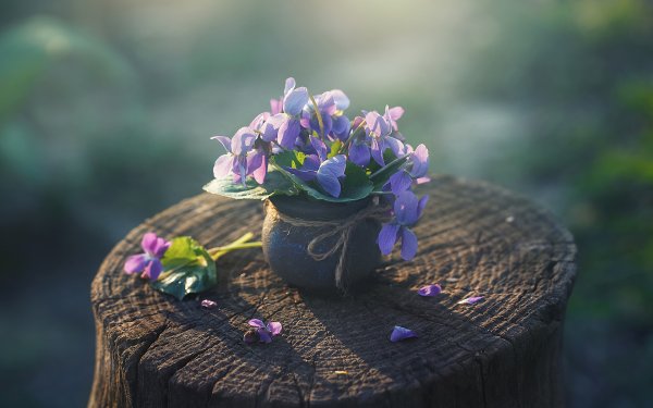 Цветы на пеньке в природе