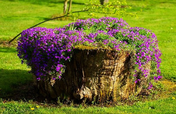 Цветы растущие на пне