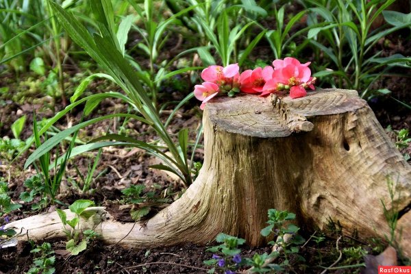 Цветущий пень