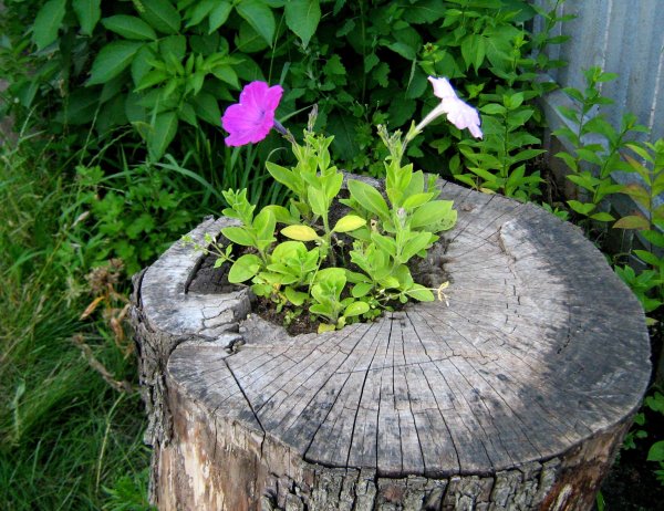 Клумба из пня