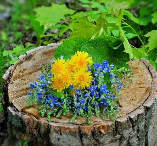 Клумба с васильками