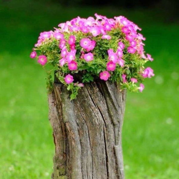 Клумба из пня