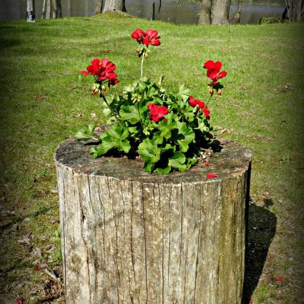 Композиции с пеньком