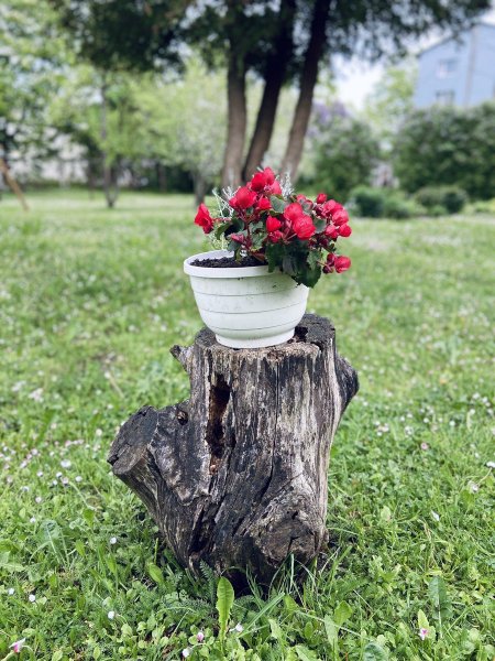 Цветы в горшках на пеньках