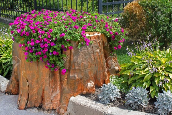 Вазон из пня с петуниями