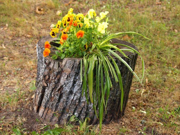 Клумба в пеньке