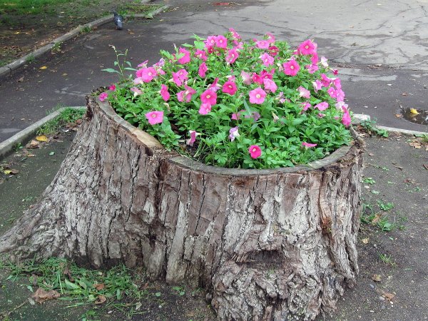 Клумбы для цветов из пней