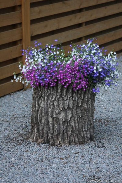 Цветник в пеньке дерева