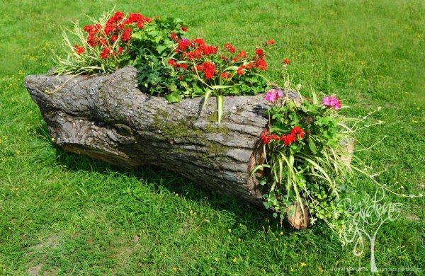 Клумба из бревна