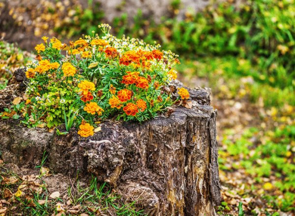 Бархатцы тенелюбивые?