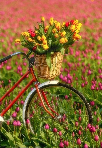 Велосипед цветы