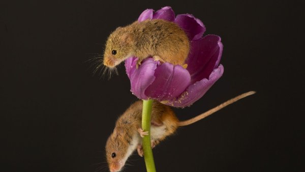 Мышь в цветах