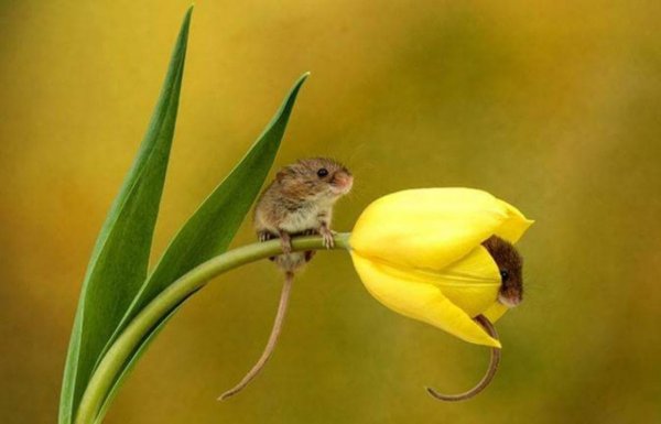 Мышь Малютка мышата