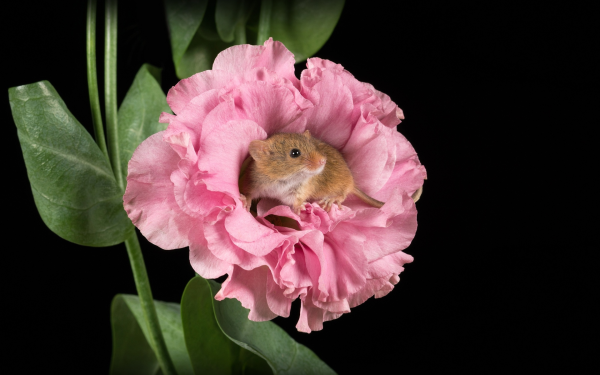 Мышонок в цветах