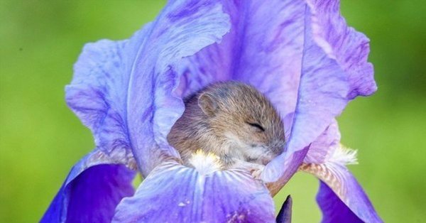 Мышь полевка в цветке