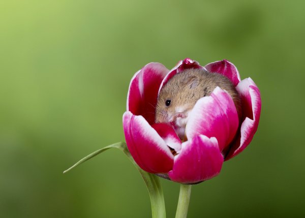 Мышь полевка белая