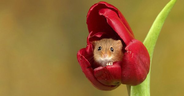 Мышь Малютка гнездо