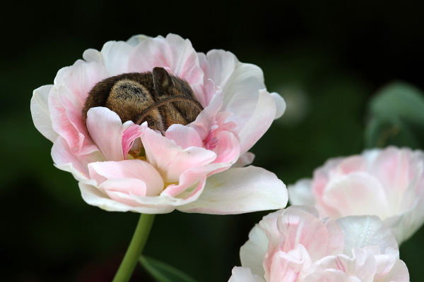 Весна животные