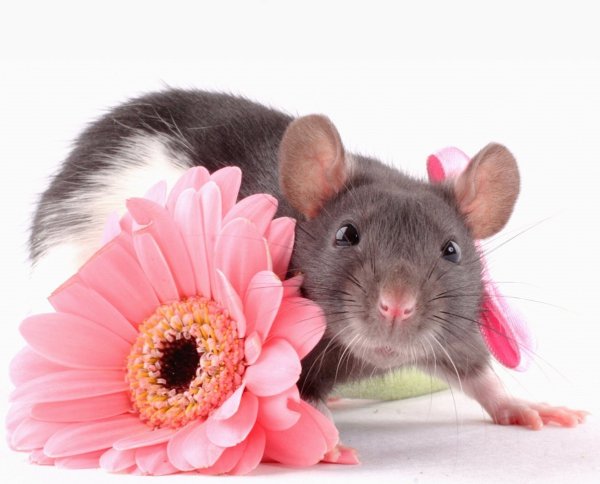 Европейская Полевая мышь