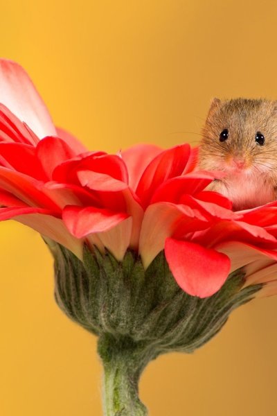 Мышь Малютка в тюльпане