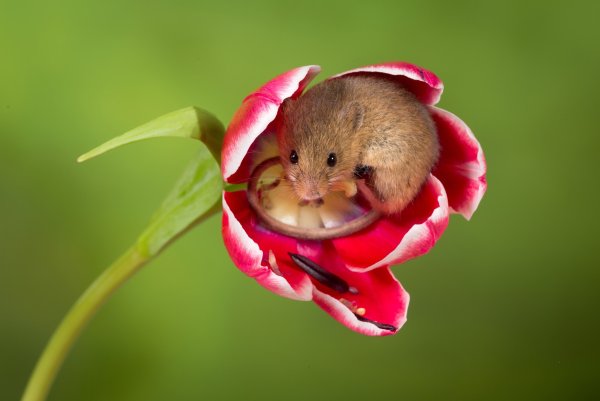 Мышонок с цветами