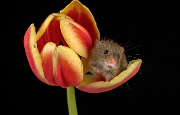 Открытка «мышка»