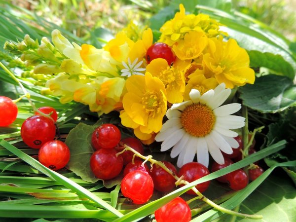 Цветы и ягоды