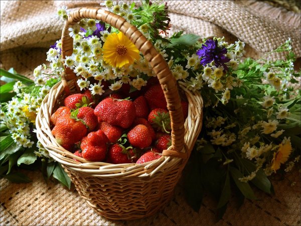 Земляника душистое лукошко