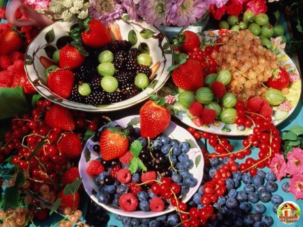 Летние фрукты и ягоды