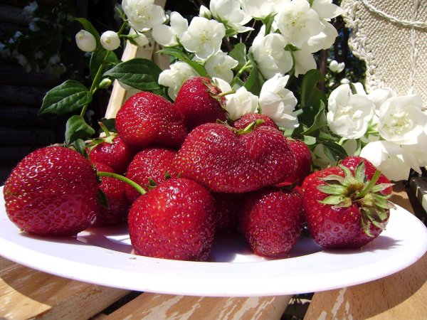 Клубника Летиция