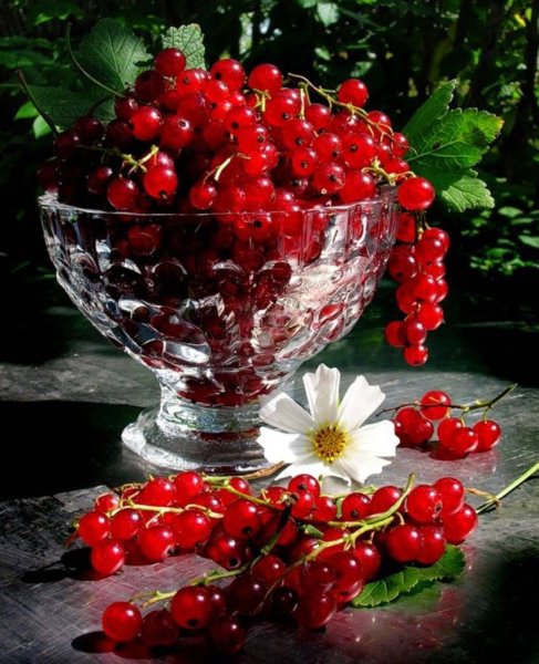 Красивые цветы и ягоды