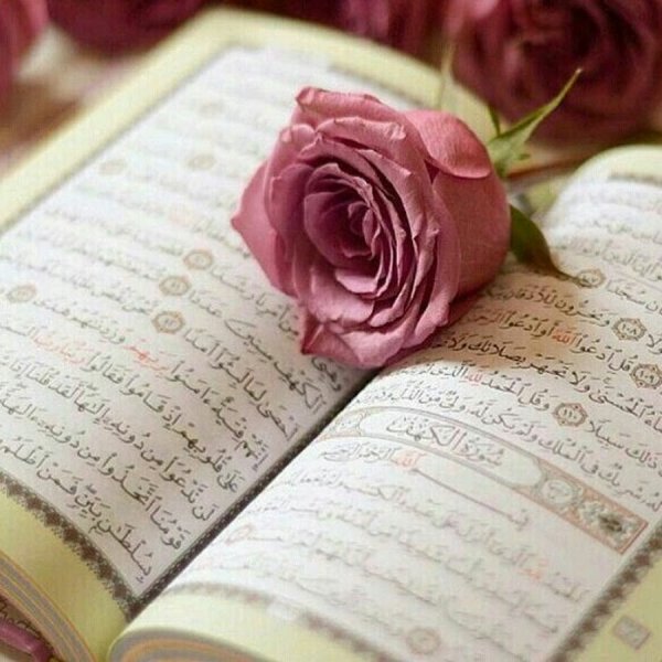 Розы мусульманские и красивые