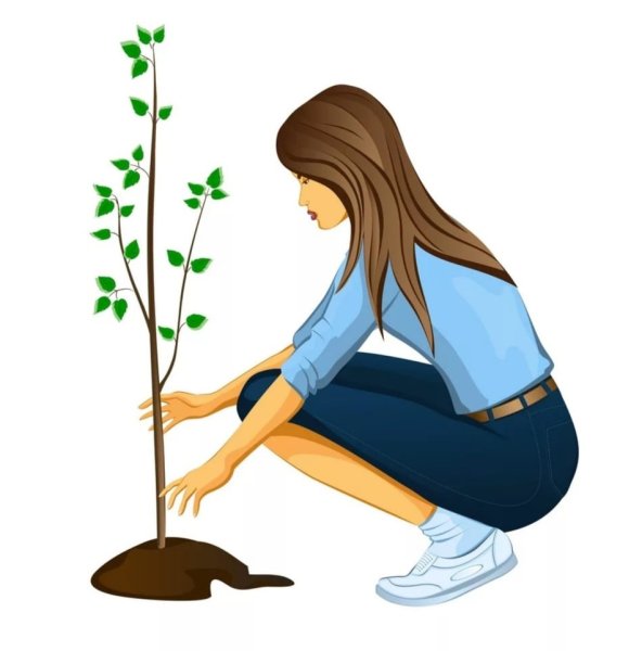 Человек поливает дерево