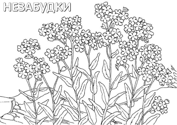 Садовые цветы раскраска для детей