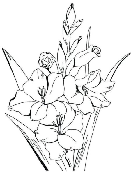 Раскраска «Цветы садовые» — Первые уроки — Hatber