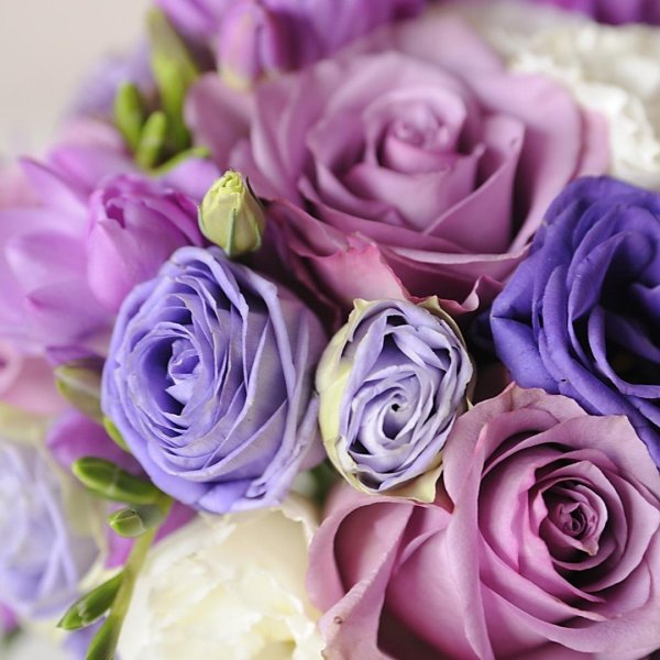 Сирень Кэнди Роуз