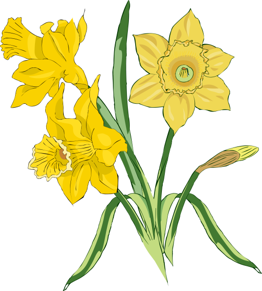 Нарциссы мультяшные
