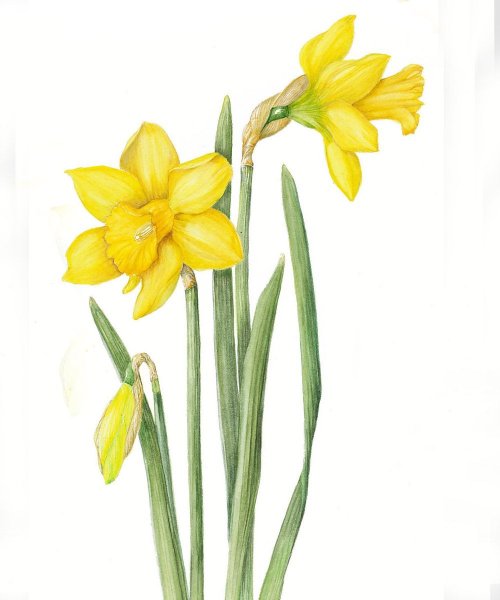 Нарцисс акварелью Ботанический