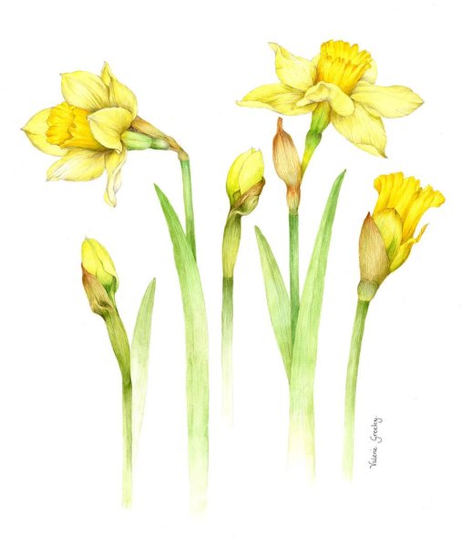 Нарцисс акварелью Ботанический