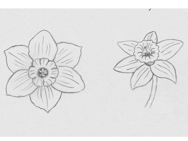 Поэтапное рисование нарцисса