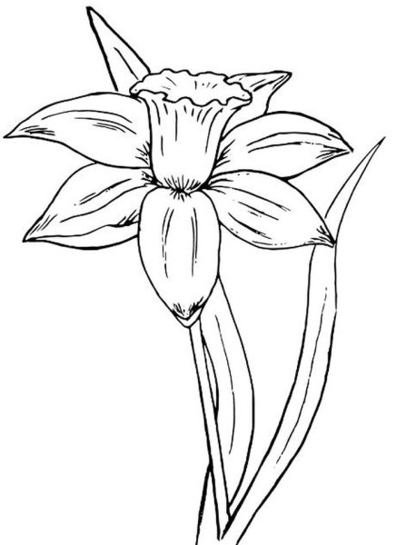 Нарцисс раскраска