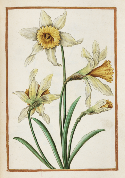 Нарцисс Ботаническая иллюстрация