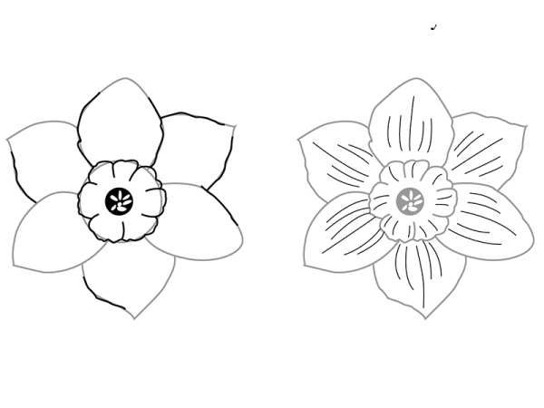 Нарцисс рисунок карандашом