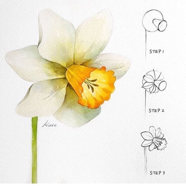 Нарцисс раскраска