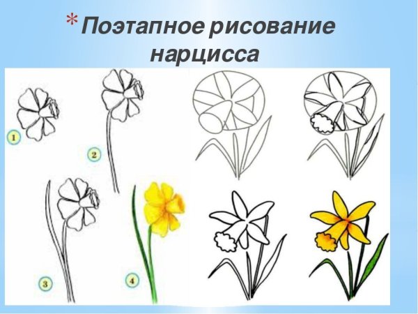 Нарцисс рисунок для детей