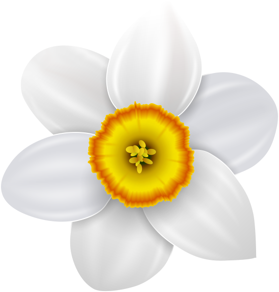 Поэтапное рисование нарцисса