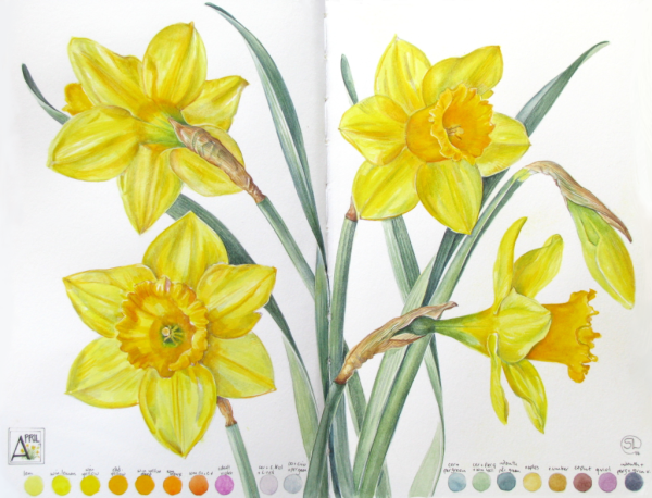 Рисунку детей детского сада нарциссы